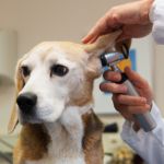 General Consultations